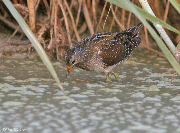   ברודית גדולה  Spotted Crake Porzana porzana                           הבטיחה, נובמבר 2007   .       